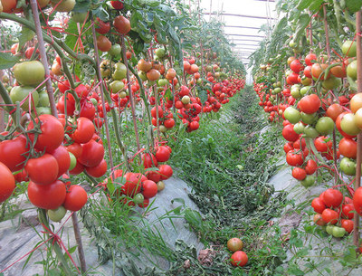 超市采购小西红柿 批发应季新鲜水果绿色蔬菜番茄圣女果小西红柿